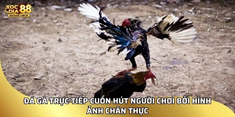 Đá gà trực tiếp cuốn hút người chơi bởi hình ảnh chân thực