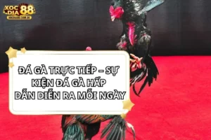 Đá Gà Trực Tiếp XOCDIA88
