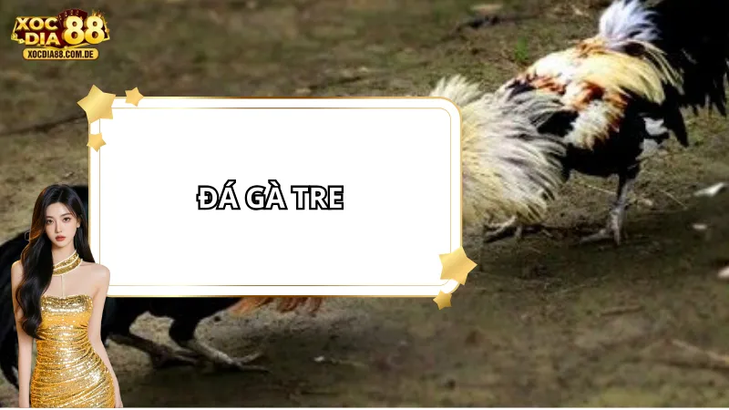 Đá gà tre