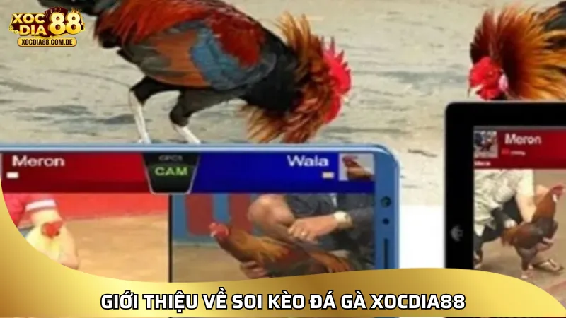 Giới thiệu về soi kèo đá gà XOCDIA88