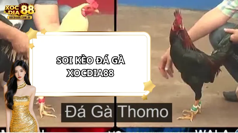 Soi kèo đá gà XOCDIA88